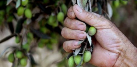 تفسير حلم قطف الزيتون في المنام